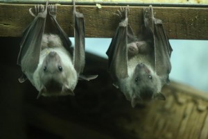 2 Bats